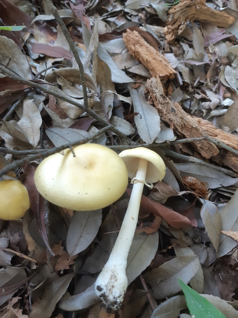 Amanita orientigemmata · September 2025 · photo: © imori_miho (iNaturalist, cc-by)