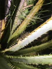 Scinax squalirostris