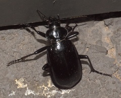 Calosoma marginale