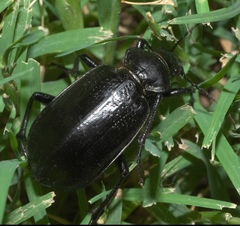 Calosoma marginale