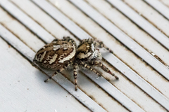 Phidippus pruinosus