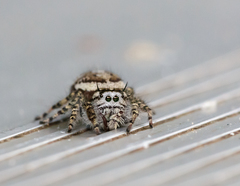 Phidippus pruinosus