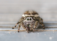 Phidippus pruinosus