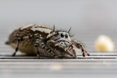 Phidippus pruinosus