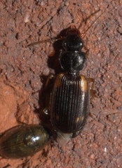 Apenes sinuata
