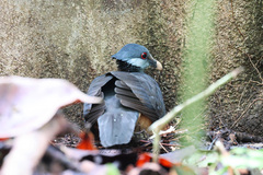 Thick-Billed Ground-Pigeon photo 4