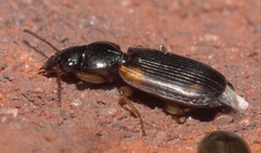 Apenes sinuata