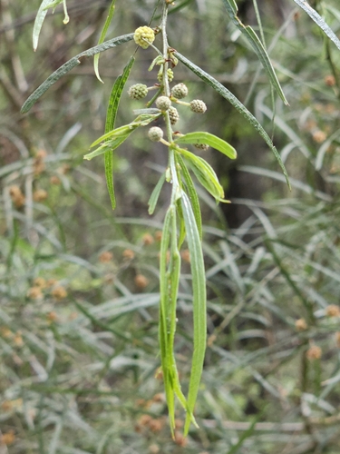 Dandenong Range cinnamon wattle (Acacia stictophylla)