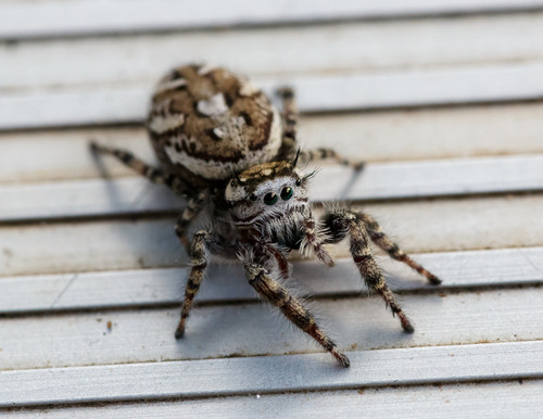 Phidippus pruinosus