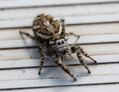 Phidippus pruinosus