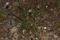Amerallium