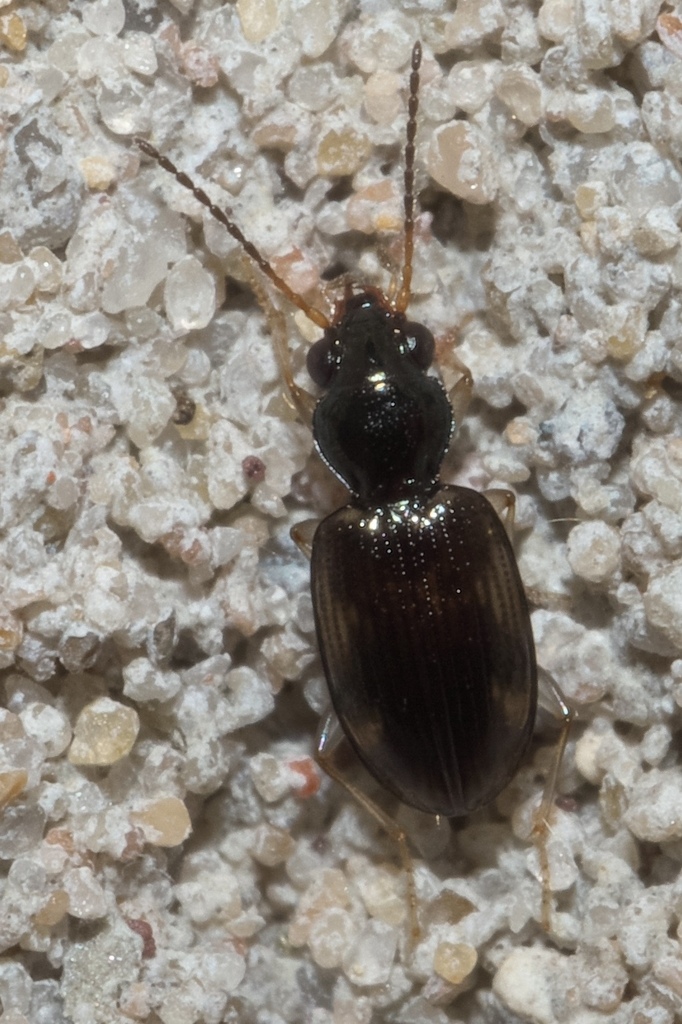 Bembidion affine