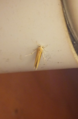 Stathmopoda skelloni