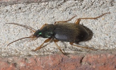 Chlaenius impunctifrons