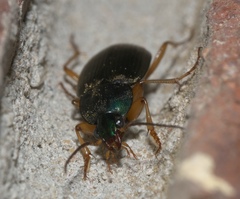 Chlaenius impunctifrons