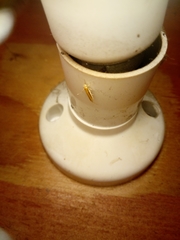 Stathmopoda skelloni