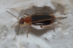 Lebia solea
