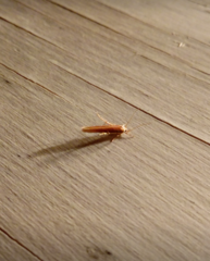 Stathmopoda skelloni