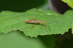 Protenor belfragei
