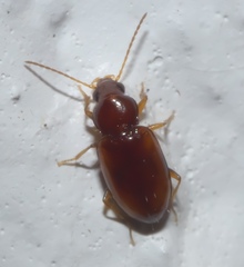 Elaphropus