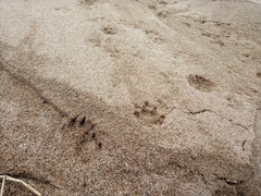 Nyctereutes procyonoides