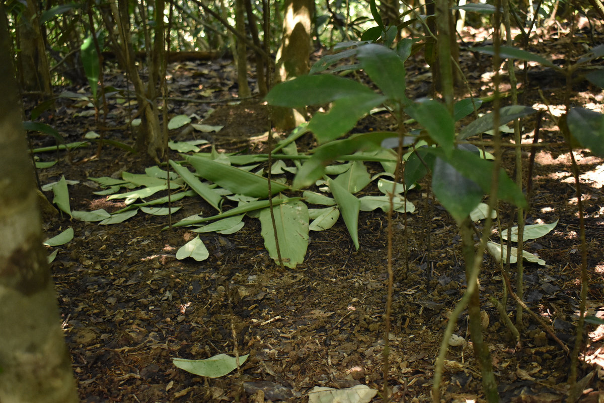 Tooth-billed Bowerbird (Scenopoeetes dentirostris), photo 6
