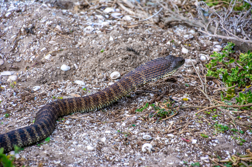 Tiger Snake sighting