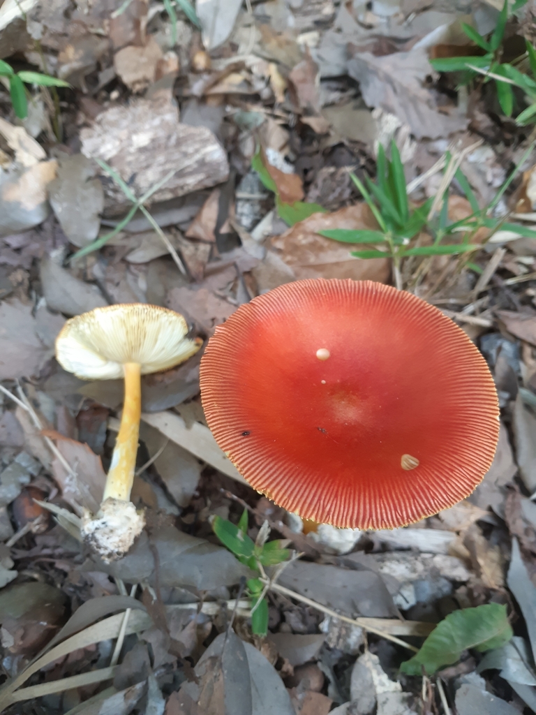 Amanita caesareoides · September 2025 · photo: © imori_miho (iNaturalist, cc-by)