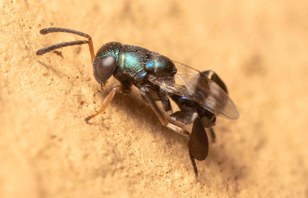 Neocladia tibialis