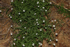 Pseudostellaria