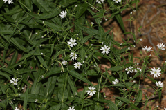 Pseudostellaria