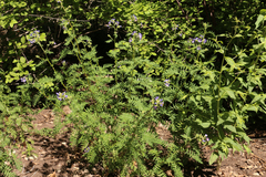 Polemonium foliosissimum