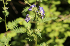 Polemonium foliosissimum
