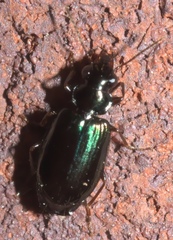 Coptodera aerata