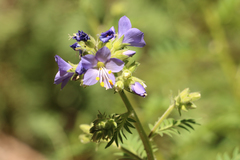 Polemonium foliosissimum