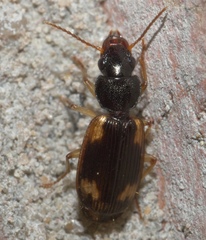 Apenes sinuata