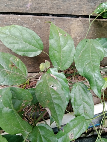Tiliacora triandra, 2025-09-27