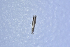 Erechthias stilbella