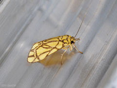 Cyme euprepioides