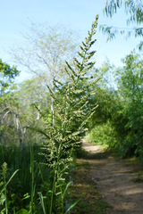 Hymenachne pernambucense