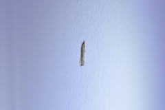 Erechthias stilbella