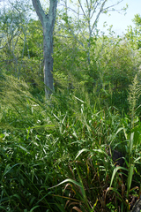 Hymenachne pernambucense