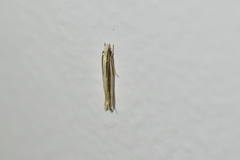 Erechthias stilbella