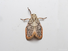 Miltochrista irregularis