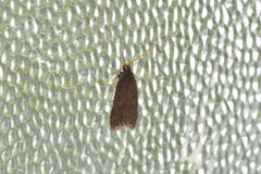 Lecithocera micromela