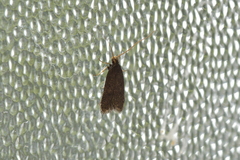 Lecithocera micromela