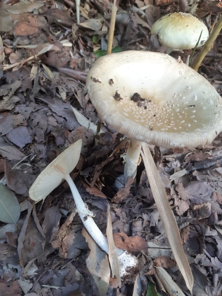 Amanita orientigemmata · September 2025 · photo: © imori_miho (iNaturalist, cc-by)