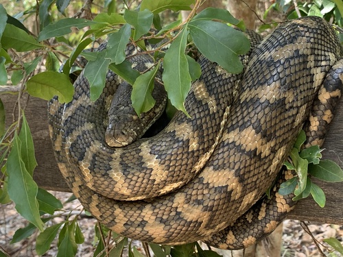 Coastal Carpet Python sighting