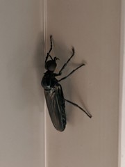 Dilophus serotinus
