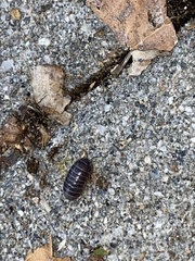 Armadillidium vulgare